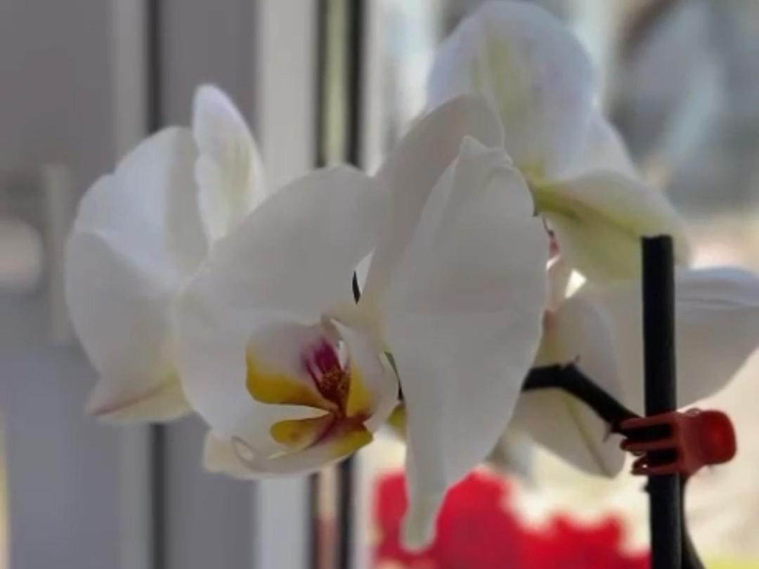 Sweet Home Apartament เปรดัล ภายนอก รูปภาพ